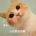老豆腐腐腐腐腐《故事》