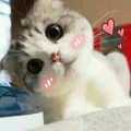 Sunrry泡泡《过客梅花》
