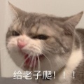 呆呆の怕卡其《骑士》