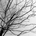 _R玊、霖桉《晚夜微雨问海棠》