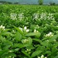 茉莉花 - 伤心的时候唱首歌