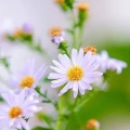 ゞ浅浅菇凉ゞ《等风与你》