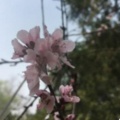 寒梅俏开《从前慢》