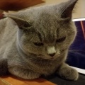 肥肠阿猫 - 爱是什么