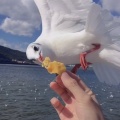 不梁帅《好好恋爱》