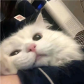 不吃鱼、茹一.《学猫叫》