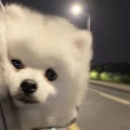 Loarce《《愿得一人心》雨辰白手版》