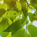 之璞 - 世界那么大还是遇见你