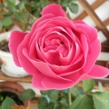 芦花《恋幽兰》
