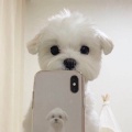 也球儿《还是会想你》