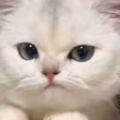 昨消《戒不掉》