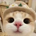 灵猫《谁不是在流浪》