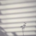 一只熊抱《伟大的渺小》