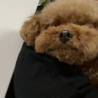 钢盔小公主资料,钢盔小公主最新歌曲,钢盔小公主音乐专辑,钢盔小公主好听的歌