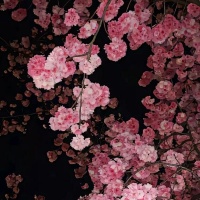 石川小町资料,石川小町最新歌曲,石川小町音乐专辑,石川小町好听的歌