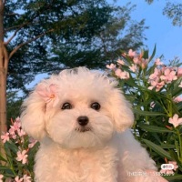 V5莉莉