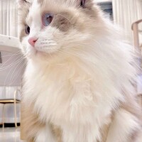 我的猫叫桃子