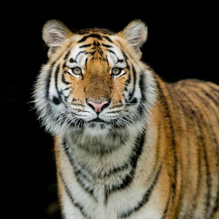 于大虎 | 个人档案 | 酷狗直播 | 就是歌手多