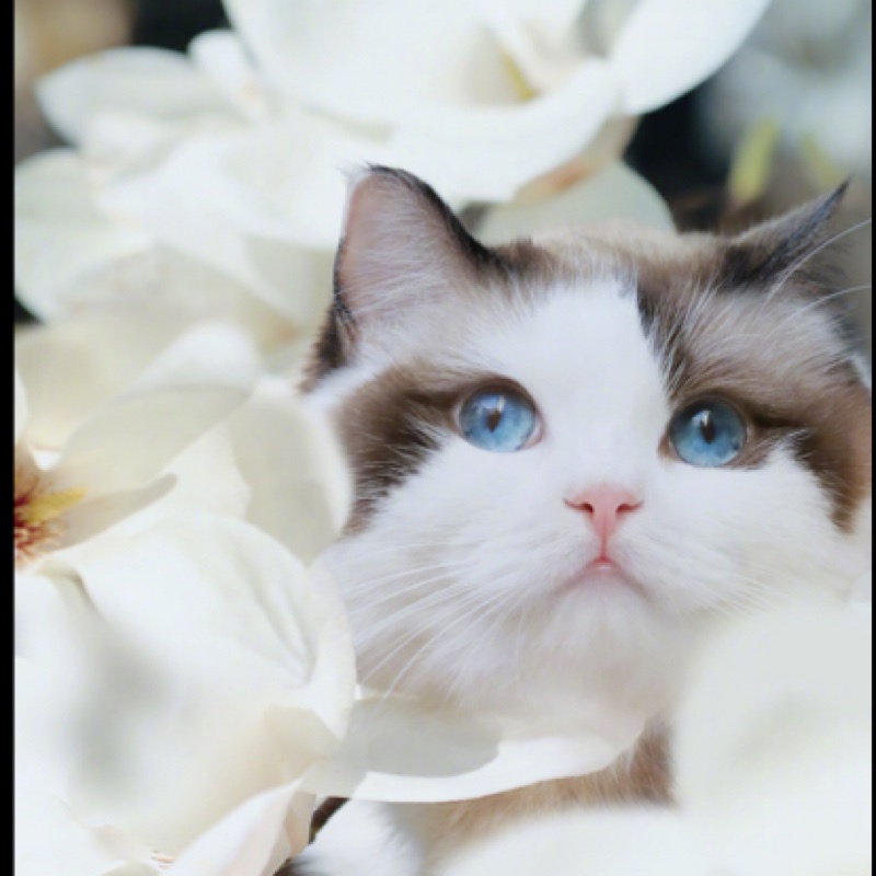 武月免税挖 - 视频 | 酷狗直播 | 一个真正唱歌的直播平台