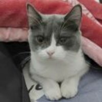 猫爱吃鱼427
