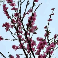 彩彩虹虹
