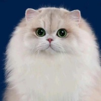 尐懶猫z