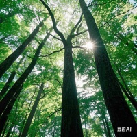 A森林木