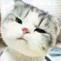 猫已退网