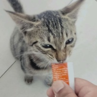 骑着小猪看佩奇