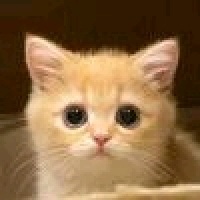 一只鱼蛋仔5934