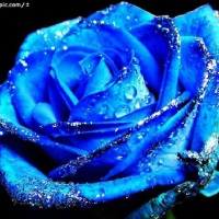 蓝玫瑰MM