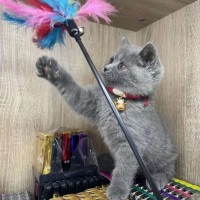 红色猎人00276