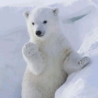 北极白熊x
