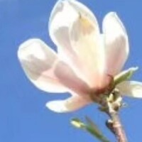 一树梨花压海棠404