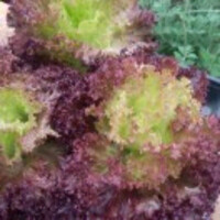 萧玉芳