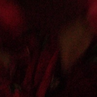 袁文静788