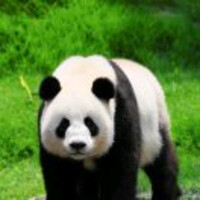 林泽宇226
