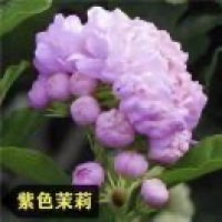 海琴577