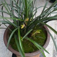A方文刚新华保险