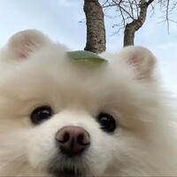 巴啦啦能量442512