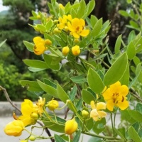 杨曼妮和向芸萱