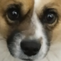 伽小CP航猪CP