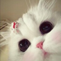 檐上猫585